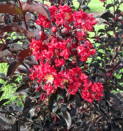 Ebony flame crepe myrtle Ebony flame crepe myrtle