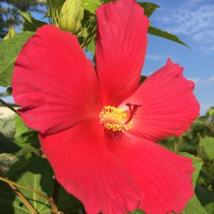 Big Hit™ Red Hardy Hibiscus