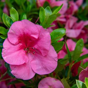 Bloom-A-Thon® Pink Cupcake™ Azalea