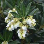 A Tough, Bold Southern Lady(R) with a Delicate Side