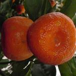 Arctic Frost™ Hardy Satsuma is Best for Cold-Tolerance