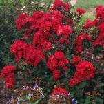 Garden DebutĀ® to release Drury Crimson™ Crapemyrtle in 2017