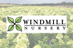 Windmill Nursery