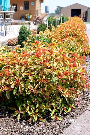 Lime Sizzler™ Firebush Hamelia