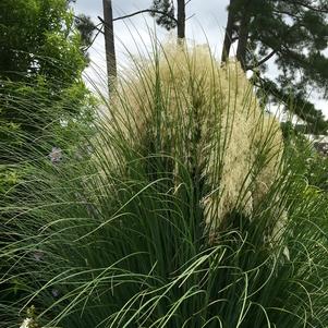 Cortaderia Cortaderia selloana Pumila (Jet Streams™ Dwarf Pampas Grass)