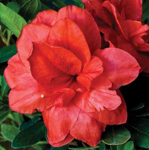 az Rhododendron Rhododendron x RLH1-6P4 (Bloom-A-ThonĀ® Coral Amazement™ Azalea)