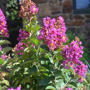 Lagerstroemia Lagerstroemia x GA 0810 (Princess Jaden™ Crapemyrtle)