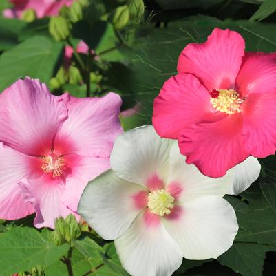 Big Hit™ Triple Hardy Hibiscus Hibiscus
