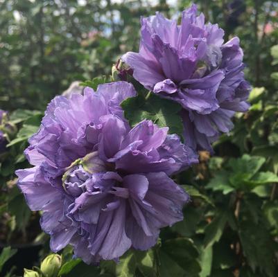 Blueberry Smoothie™ Althea sm Hibiscus