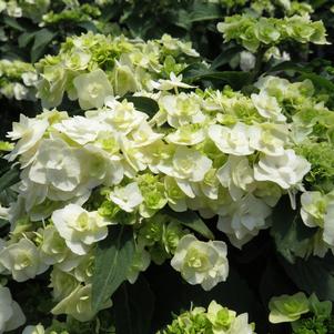 Hydrangea Hydrangea macrophylla Dancing Snow (Wedding Gown Hydrangea)