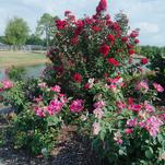 Irresistible Princess Holly Ann™ Crapemyrtle