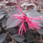 Like a Gemstone, Garnet Fire™ Loropetalum Blazes with Color