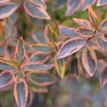 New Plants for Central Gardens