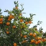 Orange Frost™ Hardy Satsuma Named Texas Superstar®