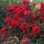 Garden Debut® to release Drury Crimson™ Crapemyrtle in 2017