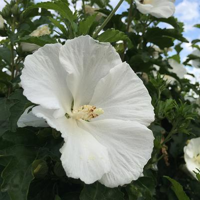 White Angel™ Althea from Garden Debut