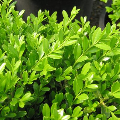 Green Borders™ Boxwood Buxus