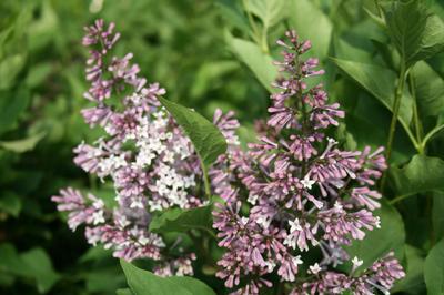 Miss Kim Sweet Treat™ Lilac Syringa