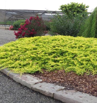 Golden Pacific™ Juniper Juniperus