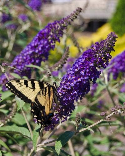 Asian Moon Butterfly Bush from Garden Debut