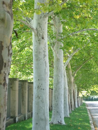 Rockford Road™ London Planetree Platanus