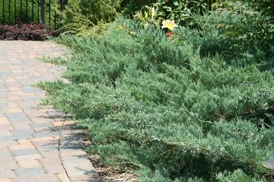 Grey Guardian™ Juniper Juniperus