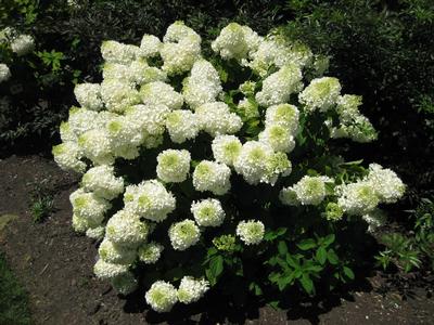 Low Tide™ Hydrangea Hydrangea