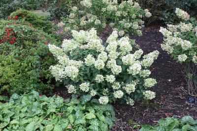 White Caps™ Hydrangea Hydrangea