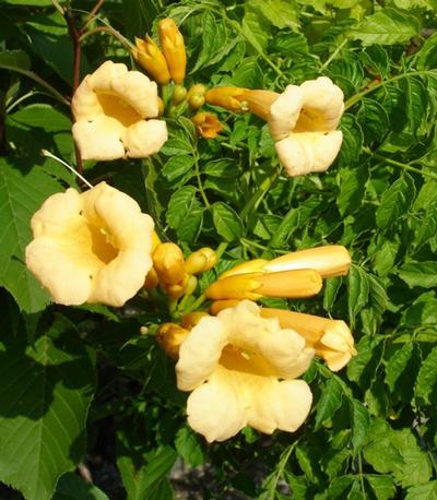 Snazzy Brass™ Trumpet Creeper Campsis