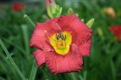 Jamaica Sunrise™ Hemerocallis