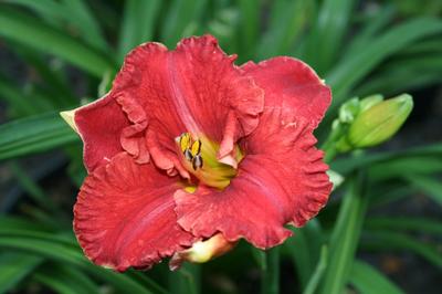Aruba Red™ Hemerocallis