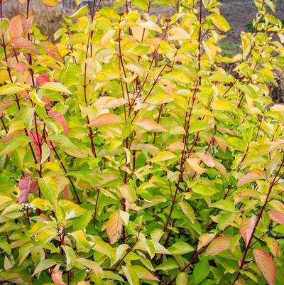 Prairie Fire Dogwood Cornus