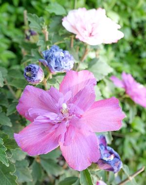 Smoothie Fusion™ Althea sm Hibiscus