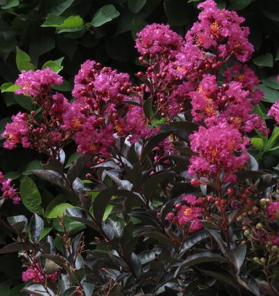 Enduring ™ Pink Crapemyrtle Lagerstroemia