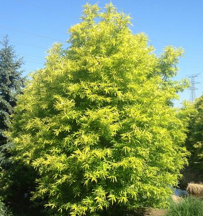 Golden Sunshine Willow Salix