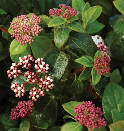 Shades of Pink Viburnum Viburnum