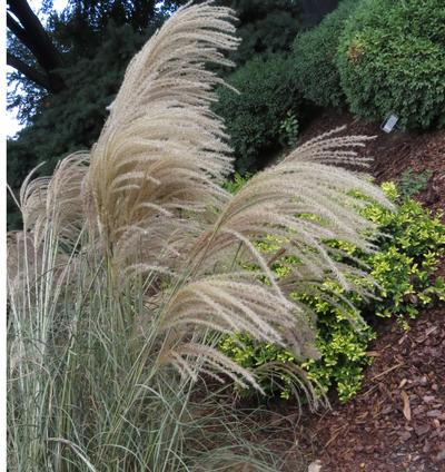 Huron Sunrise Maiden Grass Miscanthus