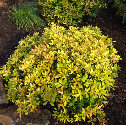 Hunny Bun® Cleyera Ternstroemia
