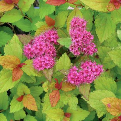 Lighthearted™ Spirea Spiraea