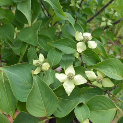 Blue Ray™ Kousa Dogwood Cornus