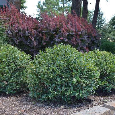 Lucky Leaf™ Holly Ilex