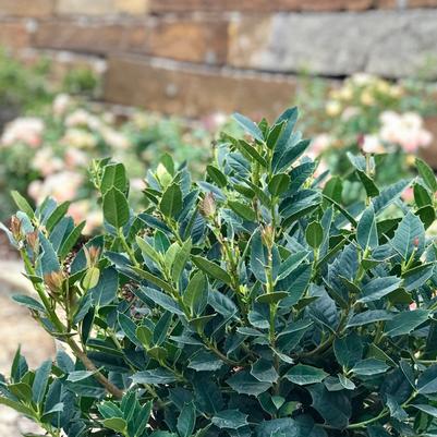 Sharum's Shamrock™ Holly Ilex