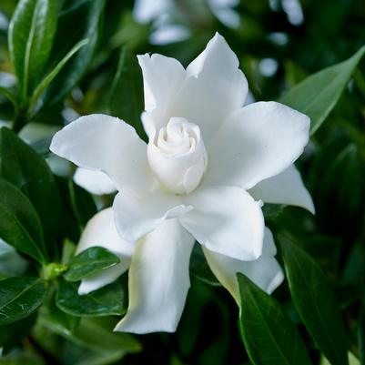 Celestial Star™ Gardenia Gardenia