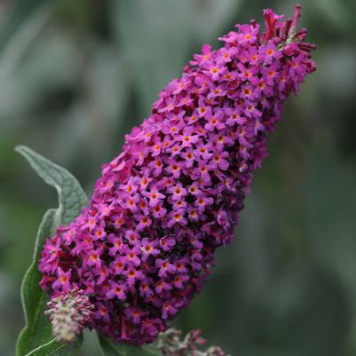 Blaze Pink Butterfly Bush PP25731 Buddleia