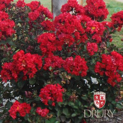 Drury Crimson™ Crapemyrtle Lagerstroemia