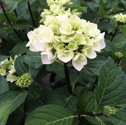 Zebra Hydrangea Hydrangea