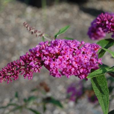 Windy Hill Butterfly Bush Buddleia