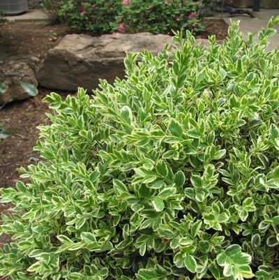 Emerald Moon™ Boxwood Buxus