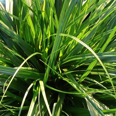 Evercolor® Everdi Carex Carex
