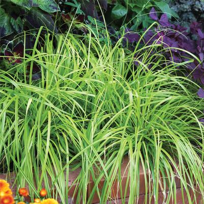 Evercolor® Everillo Carex Carex